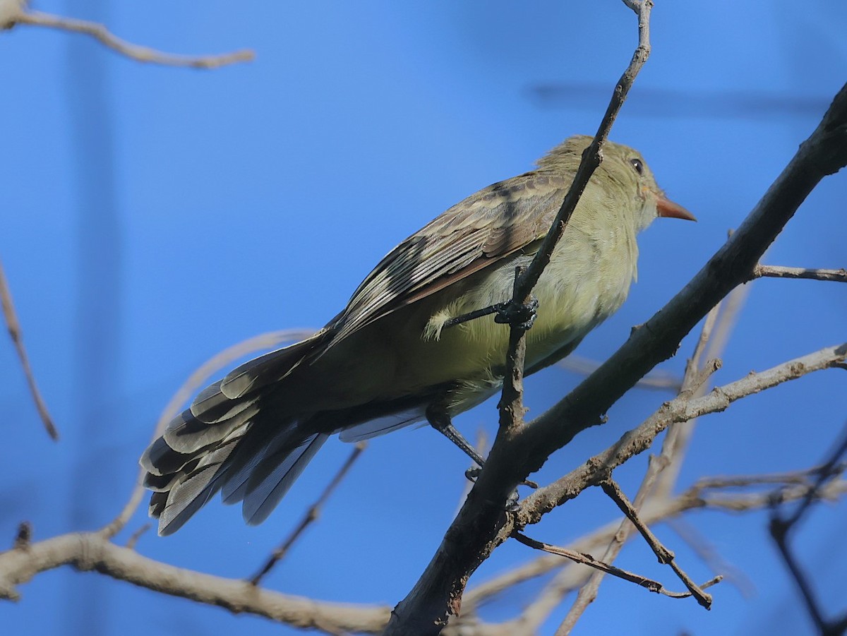 Caribbean Elaenia - Pam Rasmussen