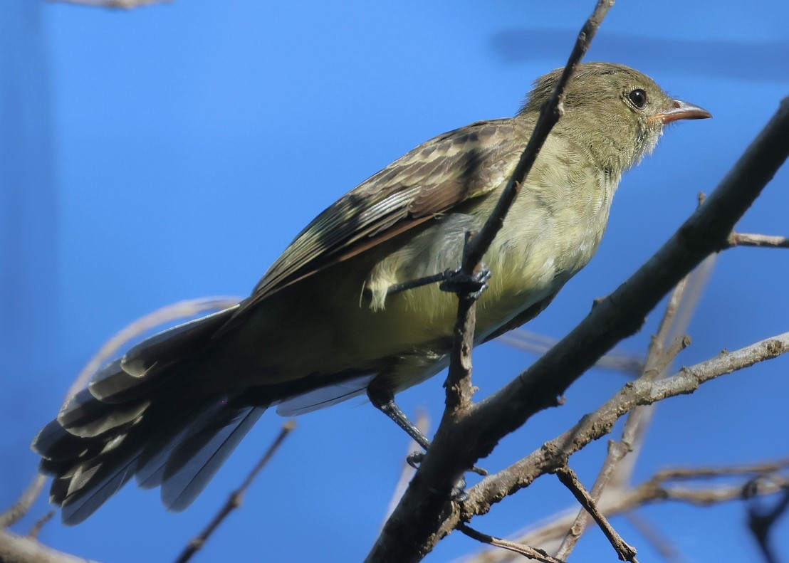 Caribbean Elaenia - ML623090492