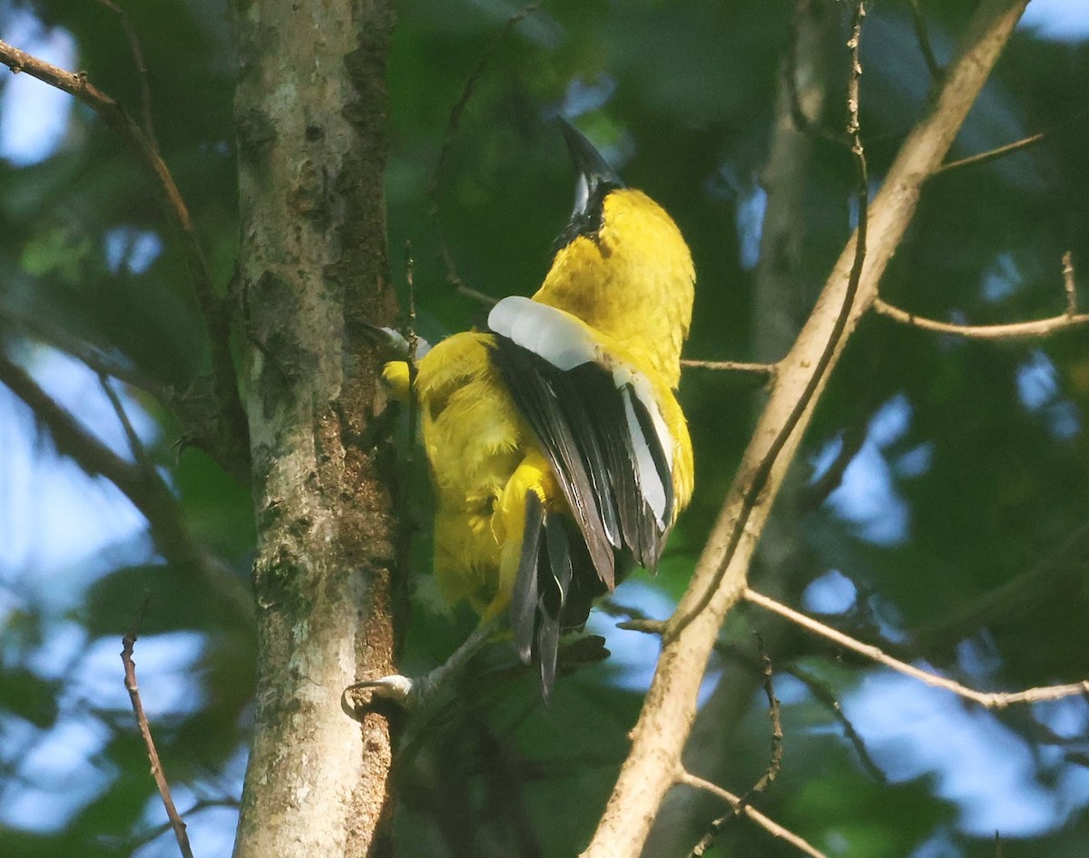 Jamaican Oriole - ML623090530