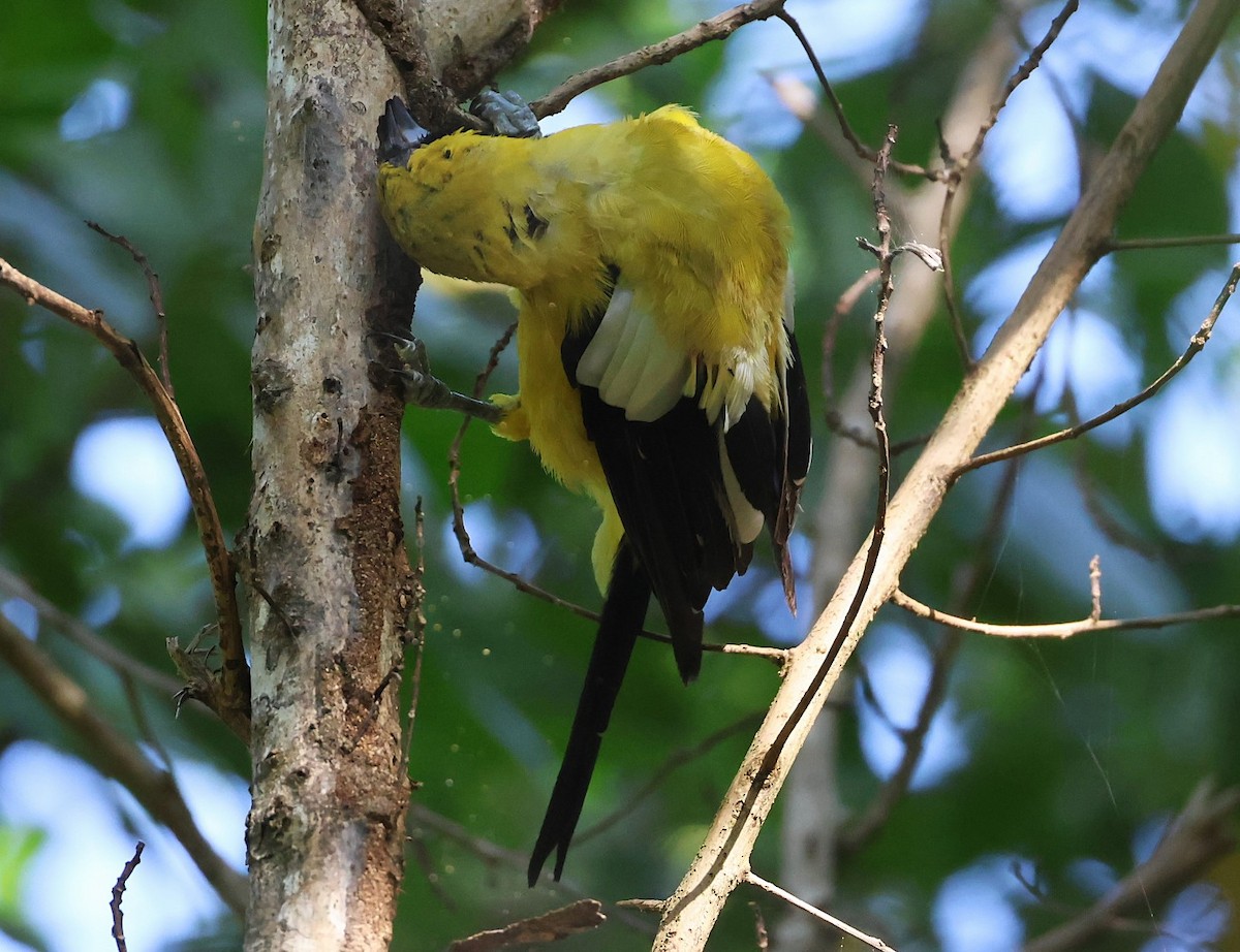 Jamaican Oriole - ML623090534