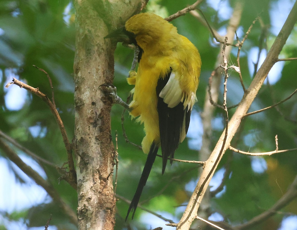 Jamaican Oriole - ML623090535