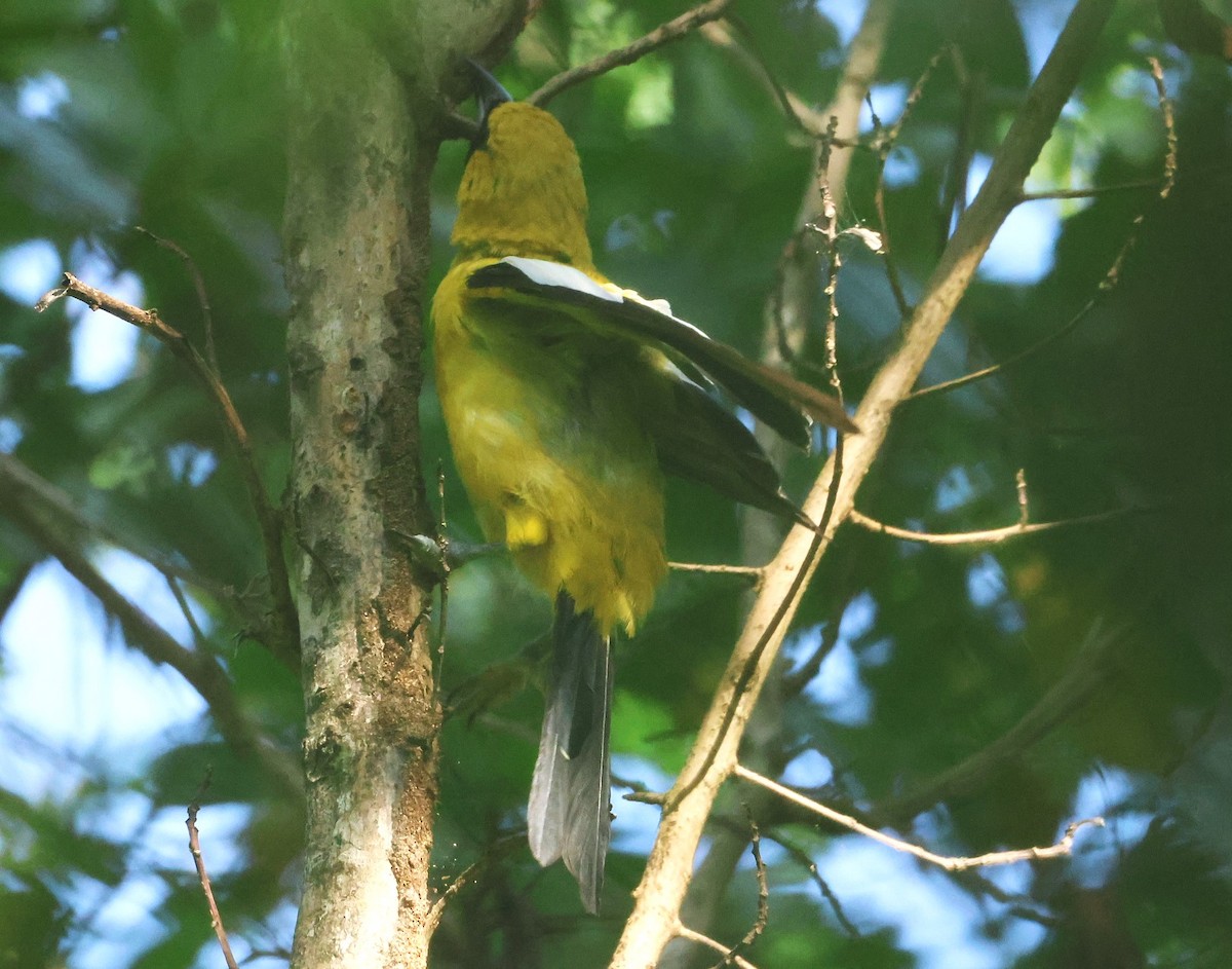 Jamaican Oriole - ML623090537