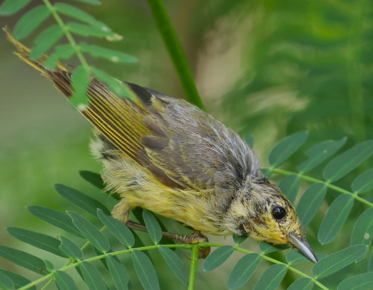 Yellow Warbler - ML623090556