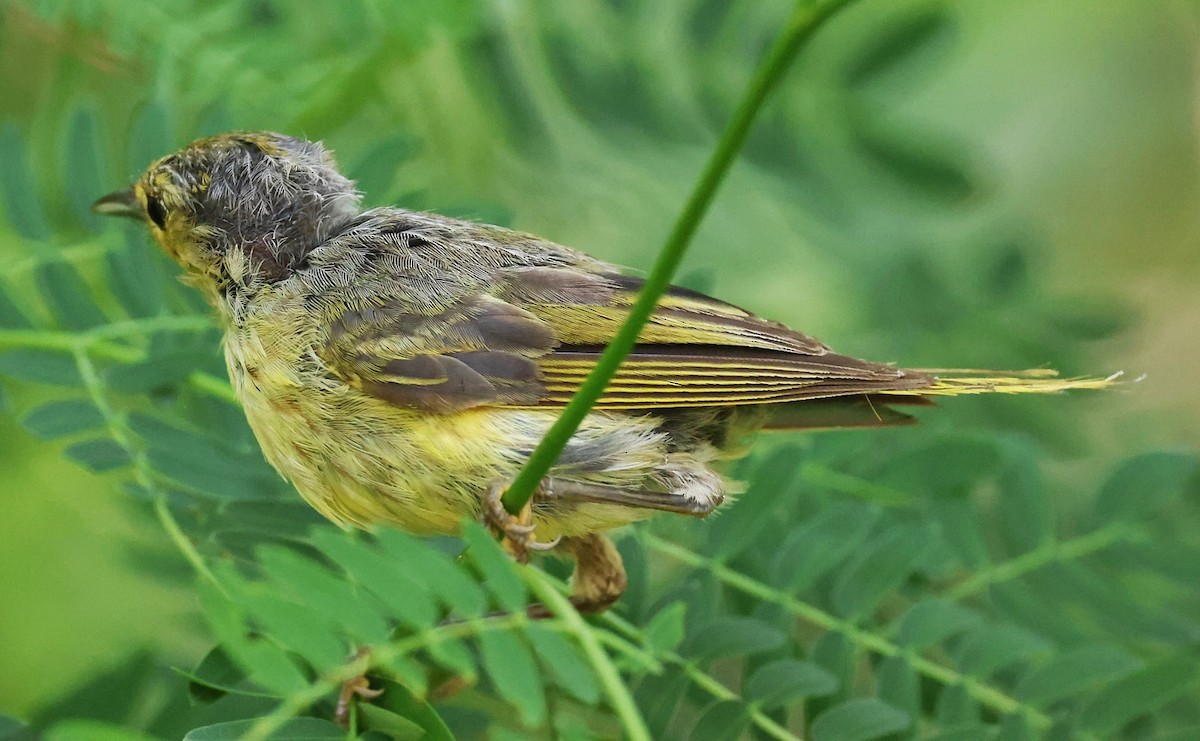 Yellow Warbler - ML623090557