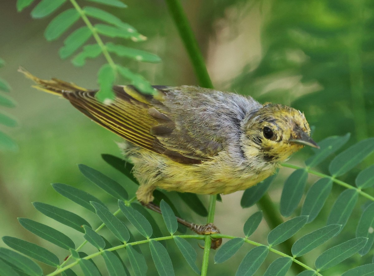 Yellow Warbler - ML623090558