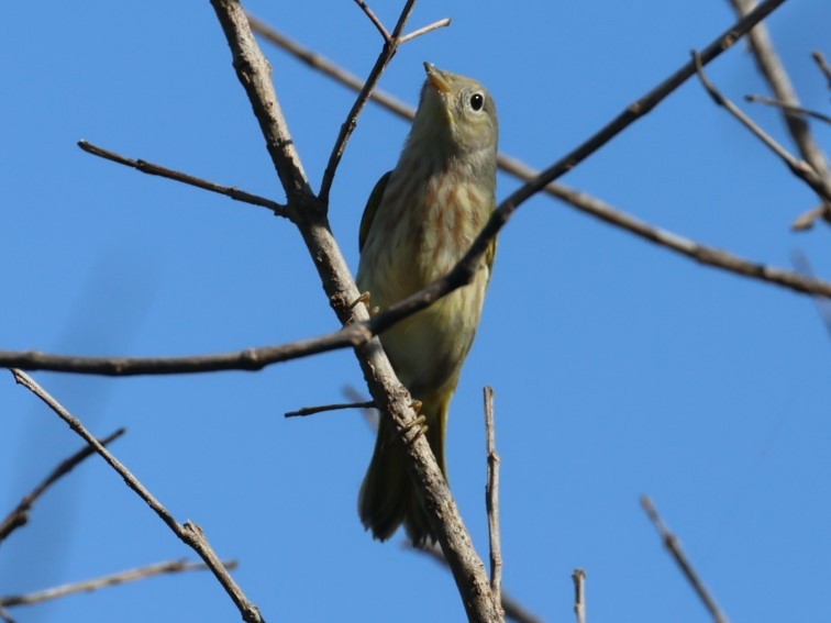 Yellow Warbler - ML623090559