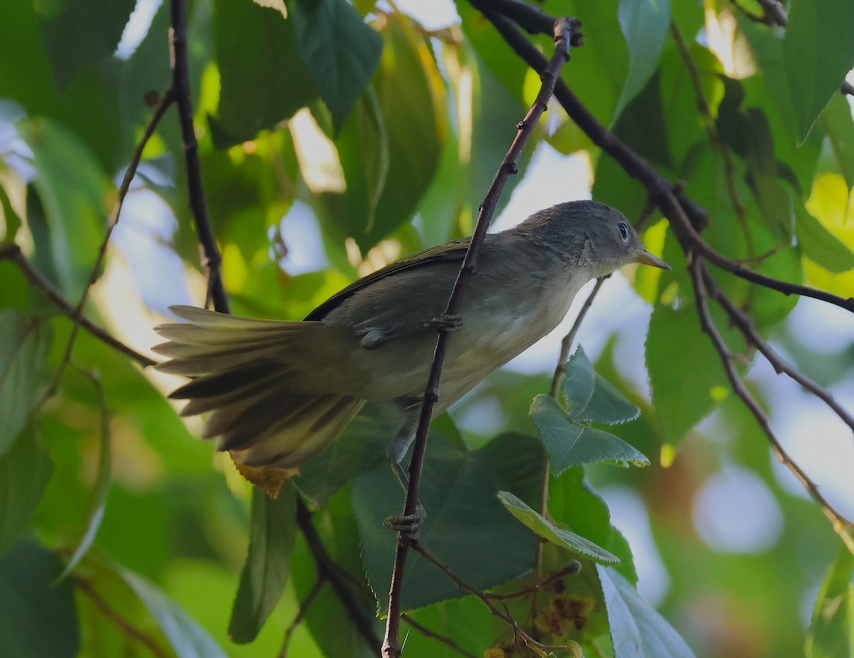 Yellow Warbler - ML623090560