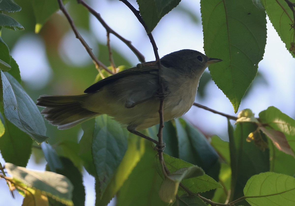 Yellow Warbler - ML623090561