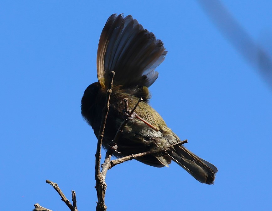 Black-faced Grassquit - ML623090575