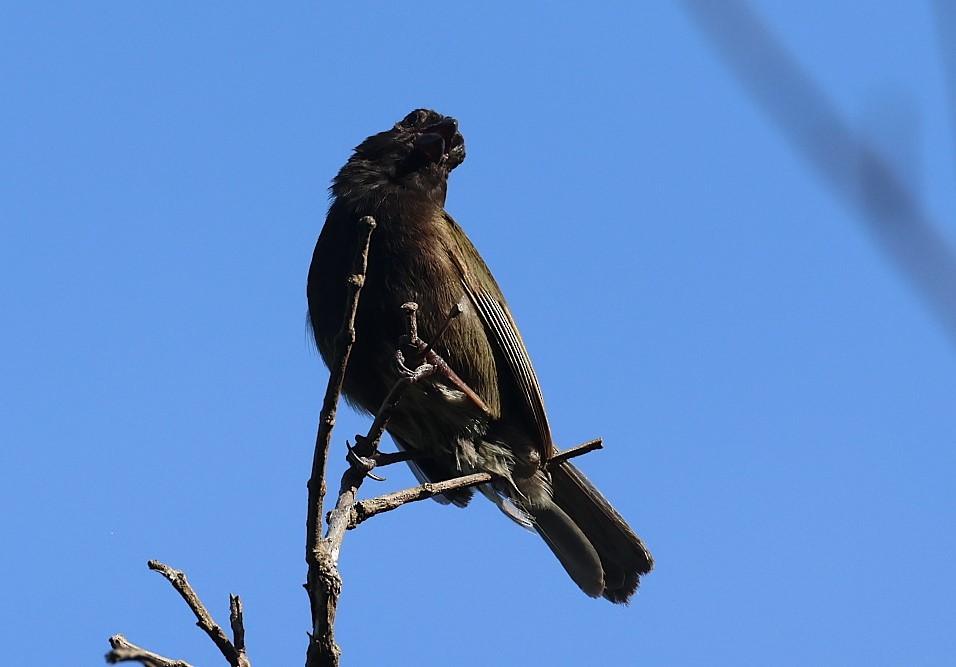 Black-faced Grassquit - ML623090576