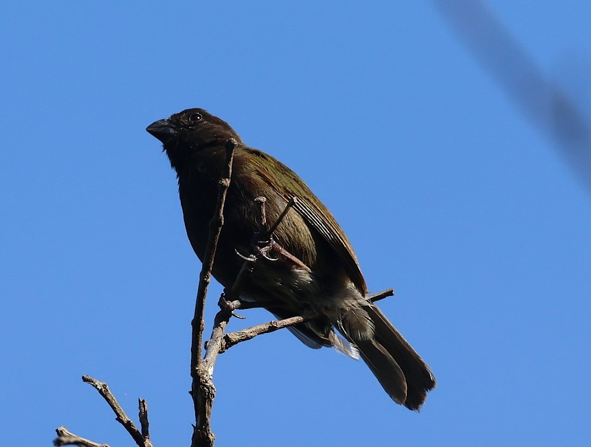 Black-faced Grassquit - ML623090577