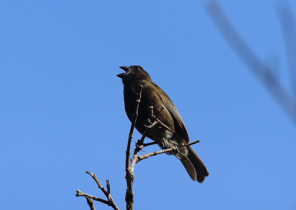 Black-faced Grassquit - ML623090578