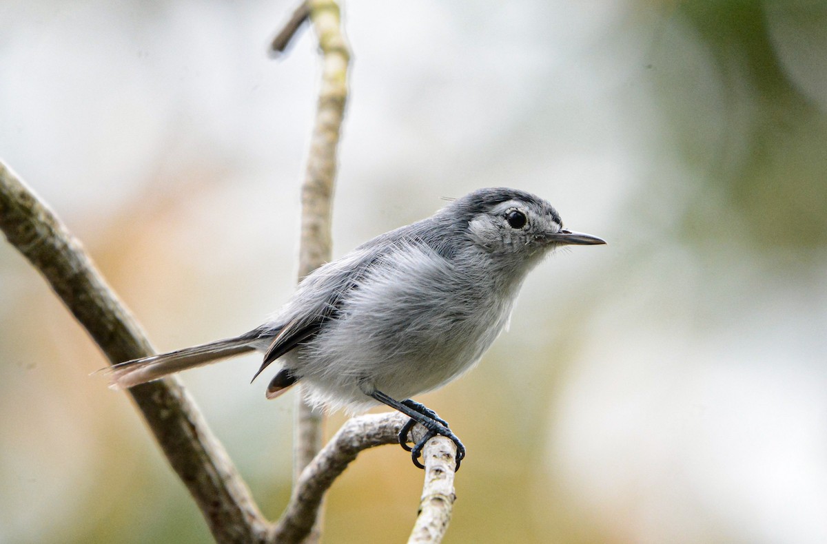 White-browed Gnatcatcher - ML623090762