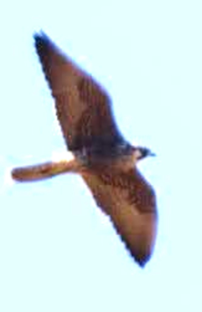 Peregrine Falcon (Peale's) - ML623090770