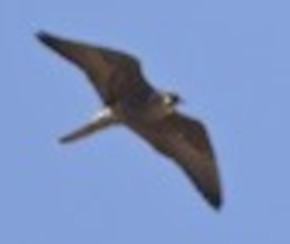 Peregrine Falcon (Peale's) - ML623090771