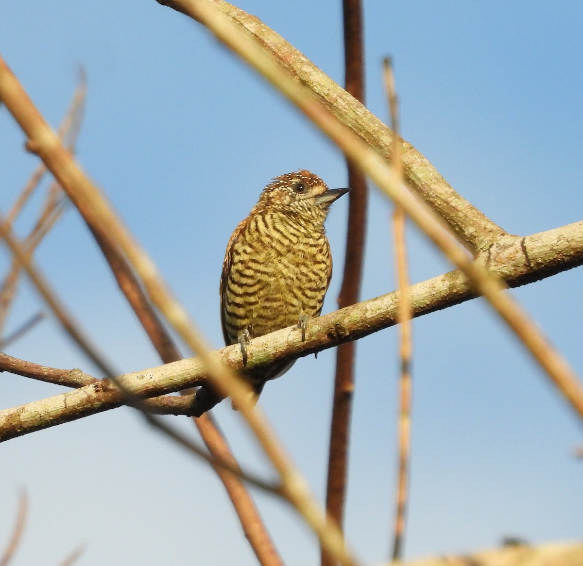 Lafresnaye's Piculet - Albeiro Erazo Farfán