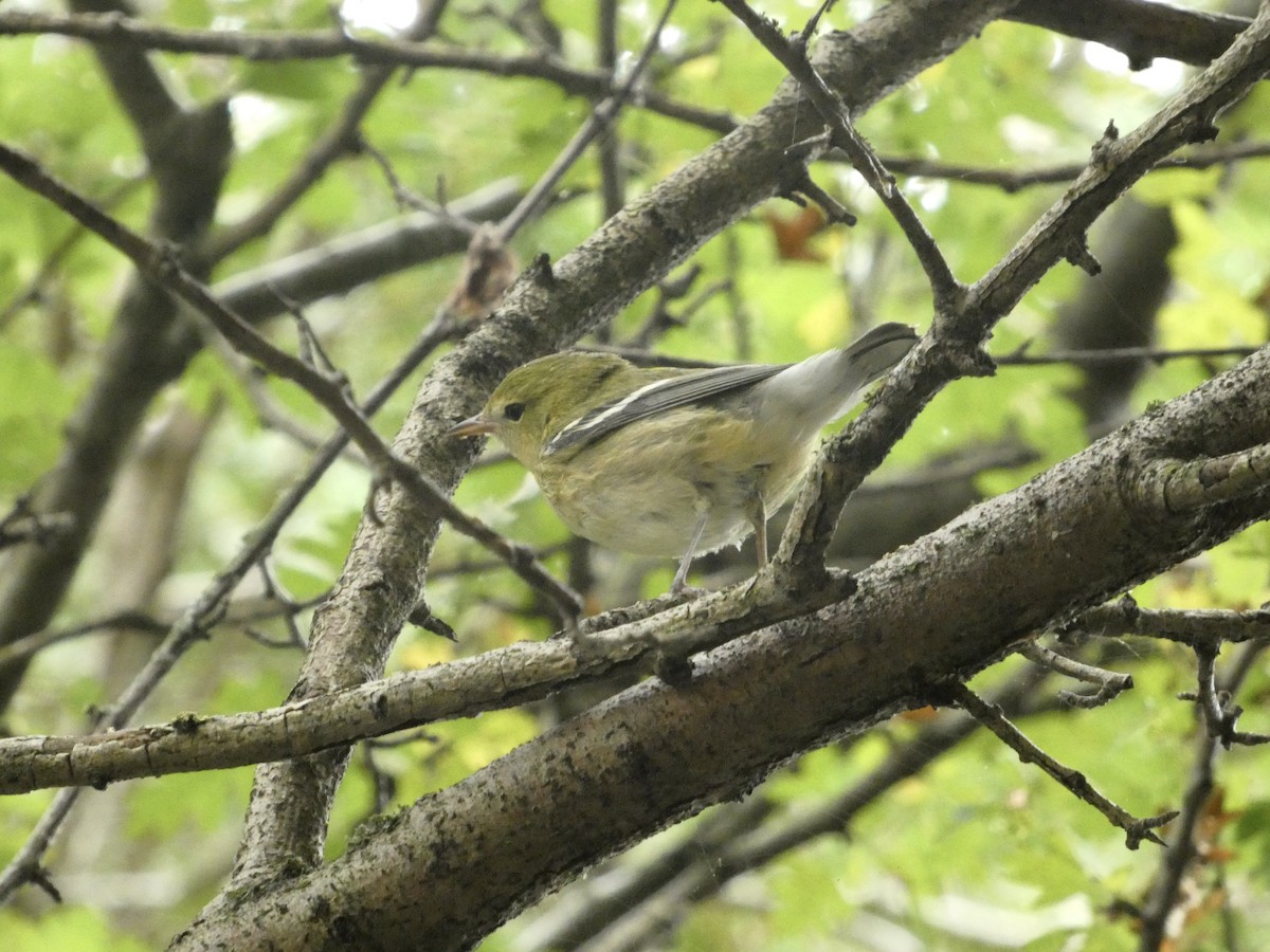 Bay-breasted Warbler - ML623090796