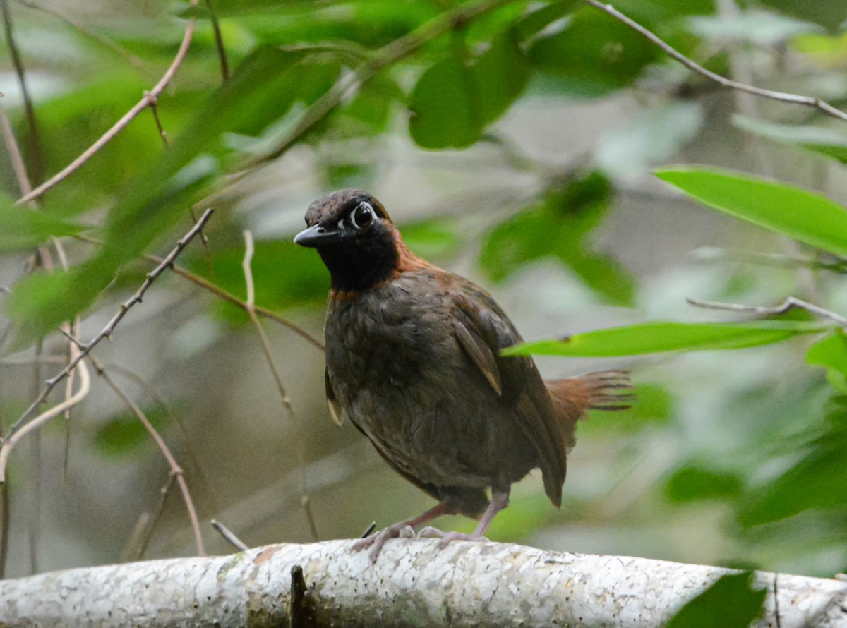 Mayan Antthrush - ML623090799