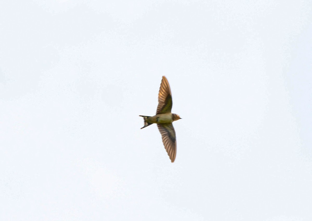 Barn Swallow - ML623090807