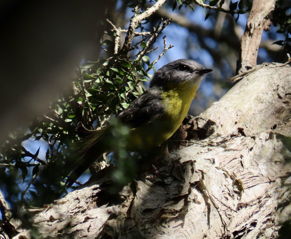 Eastern Yellow Robin - ML623090828