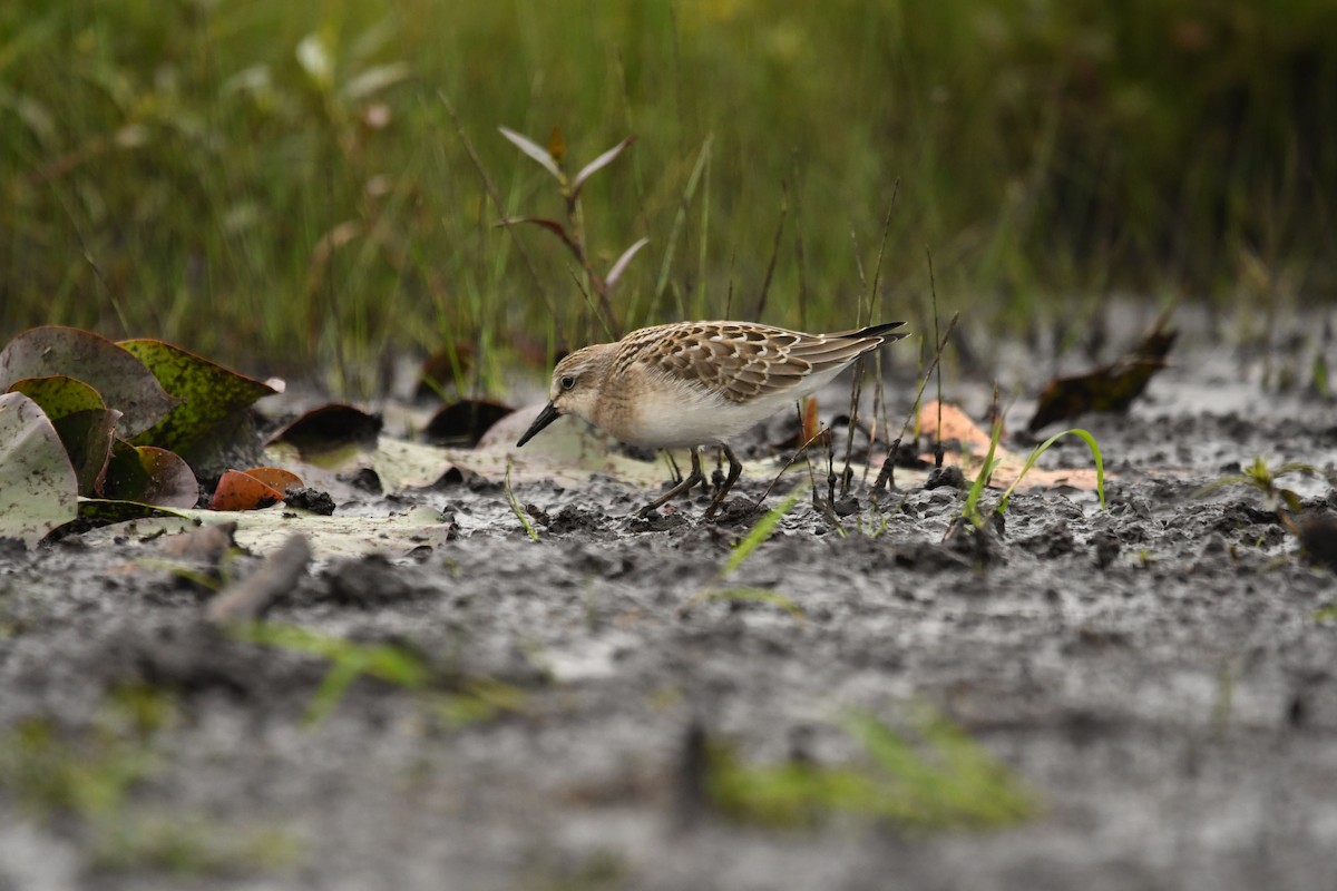 Semipalmated Sandpiper - ML623090836