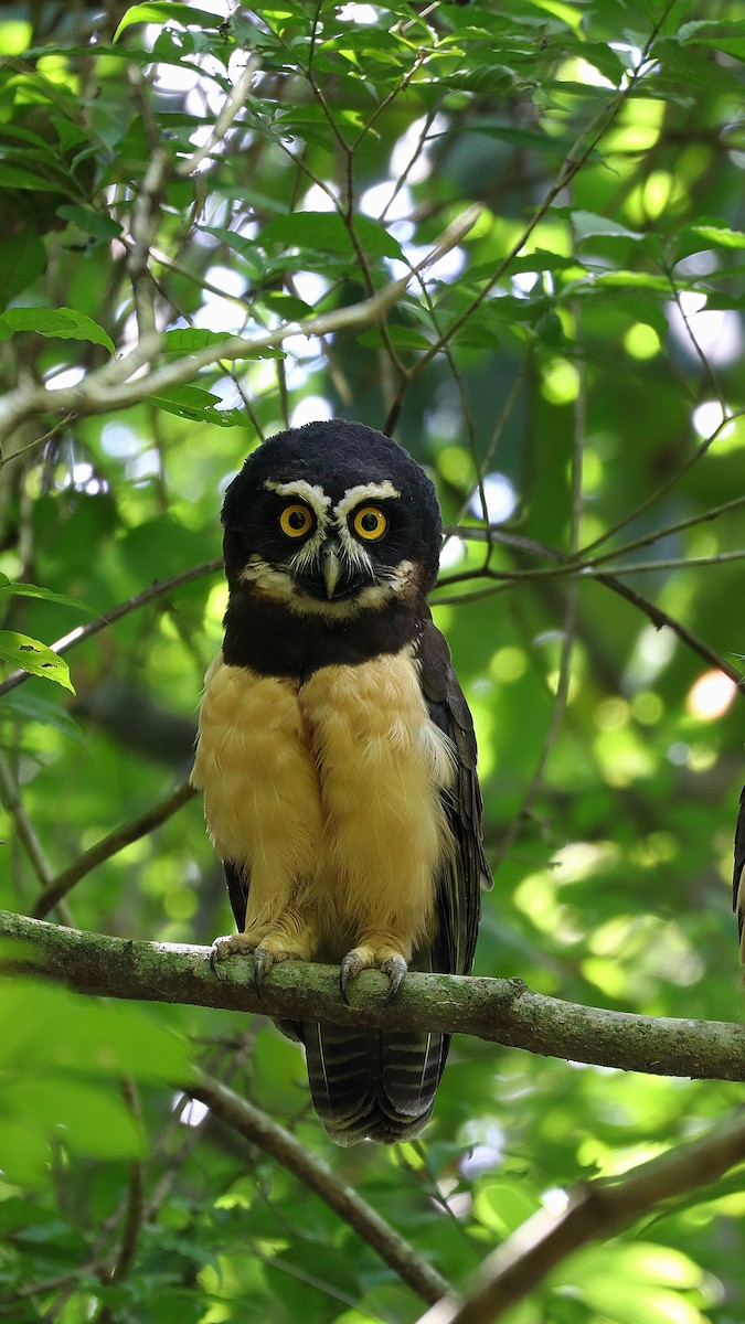 Spectacled Owl - ML623091022