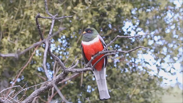 Elegant Trogon - ML623091081