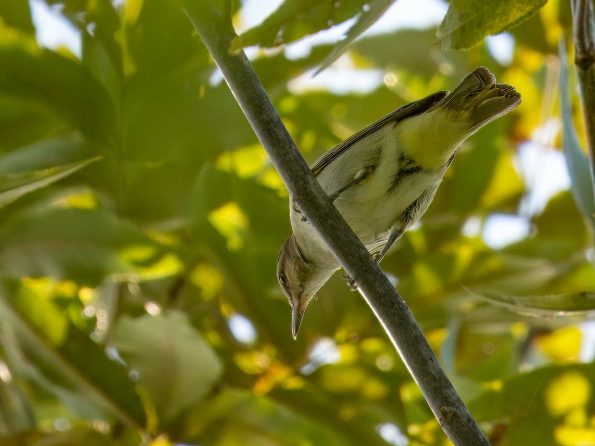 Black-whiskered Vireo - ML623091092