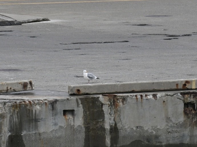 gull sp. - ML623091099