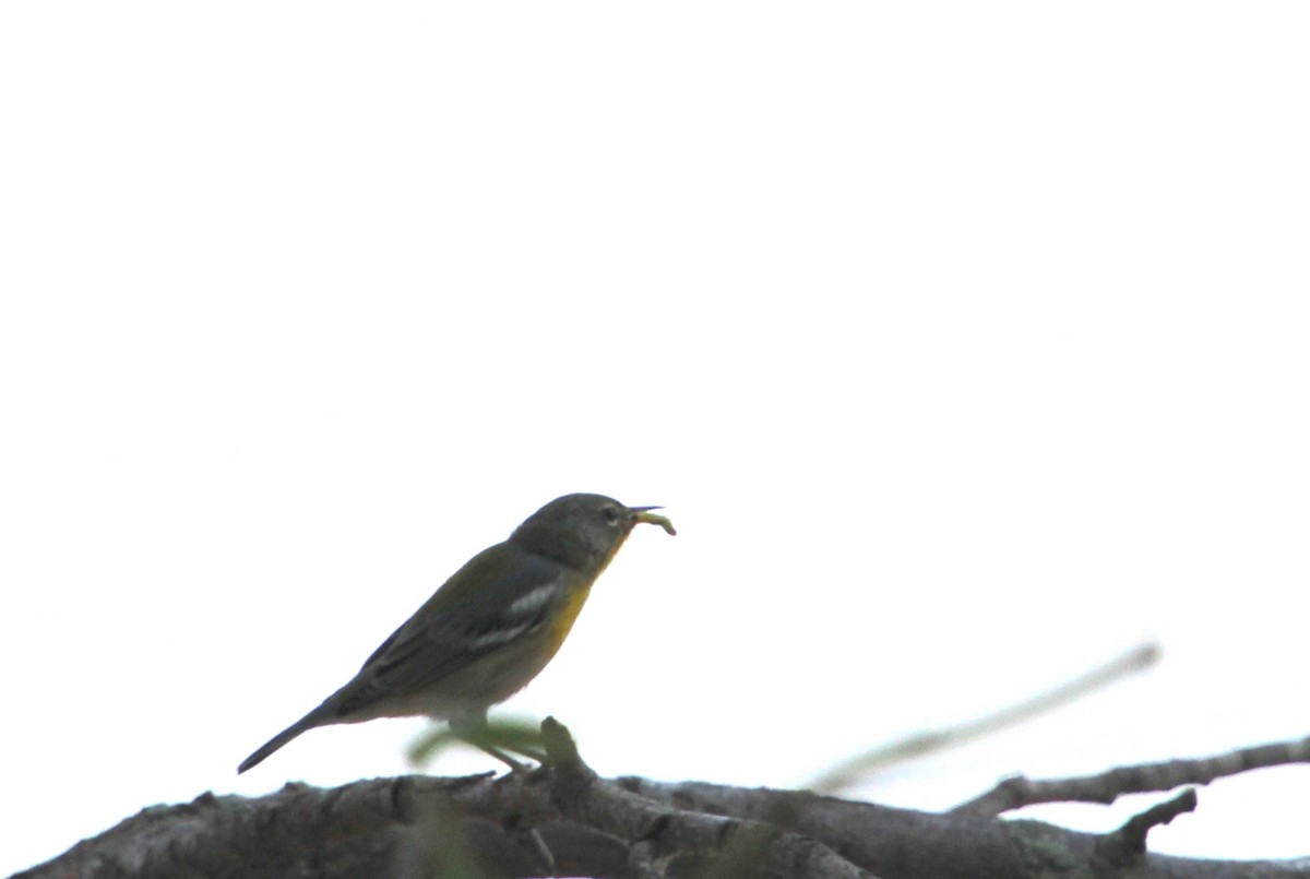 Northern Parula - ML623091139
