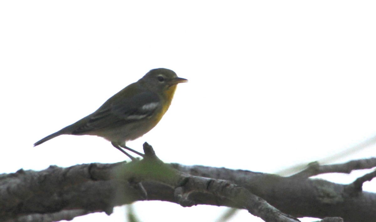Northern Parula - ML623091140