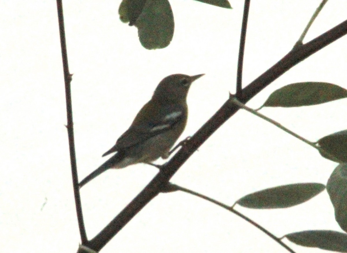 Northern Parula - ML623091141