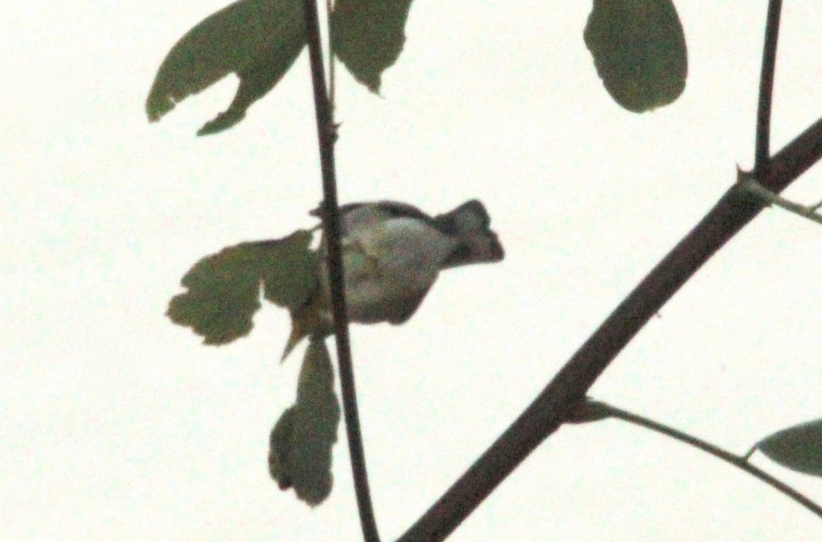 Northern Parula - ML623091143