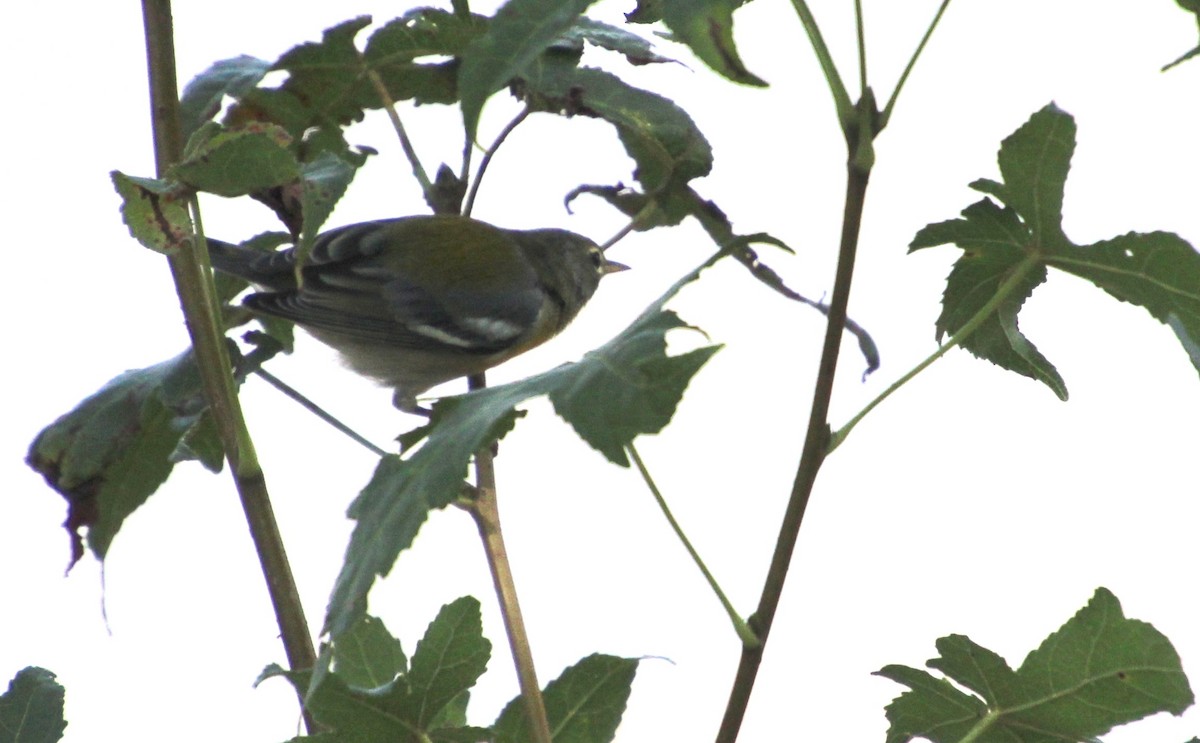 Northern Parula - ML623091144