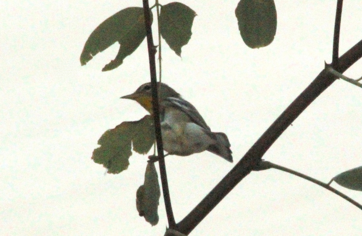Northern Parula - ML623091145