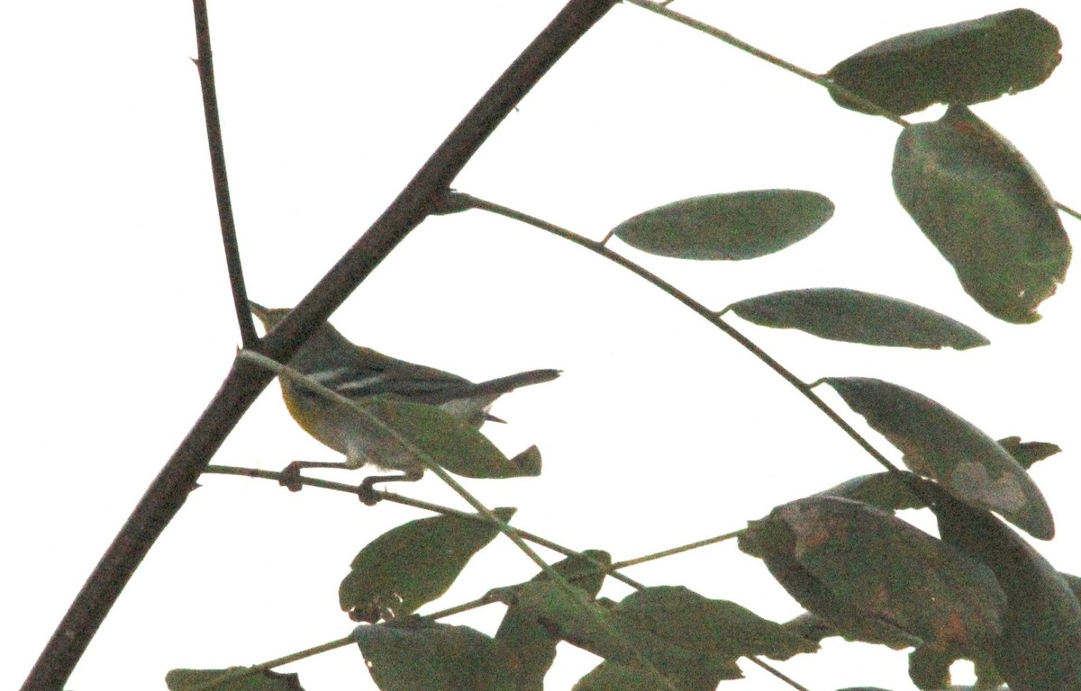 Northern Parula - ML623091148