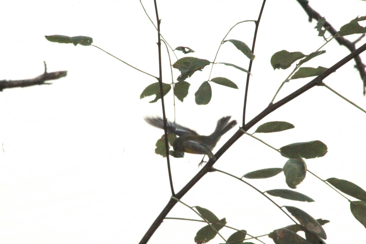 Northern Parula - ML623091150