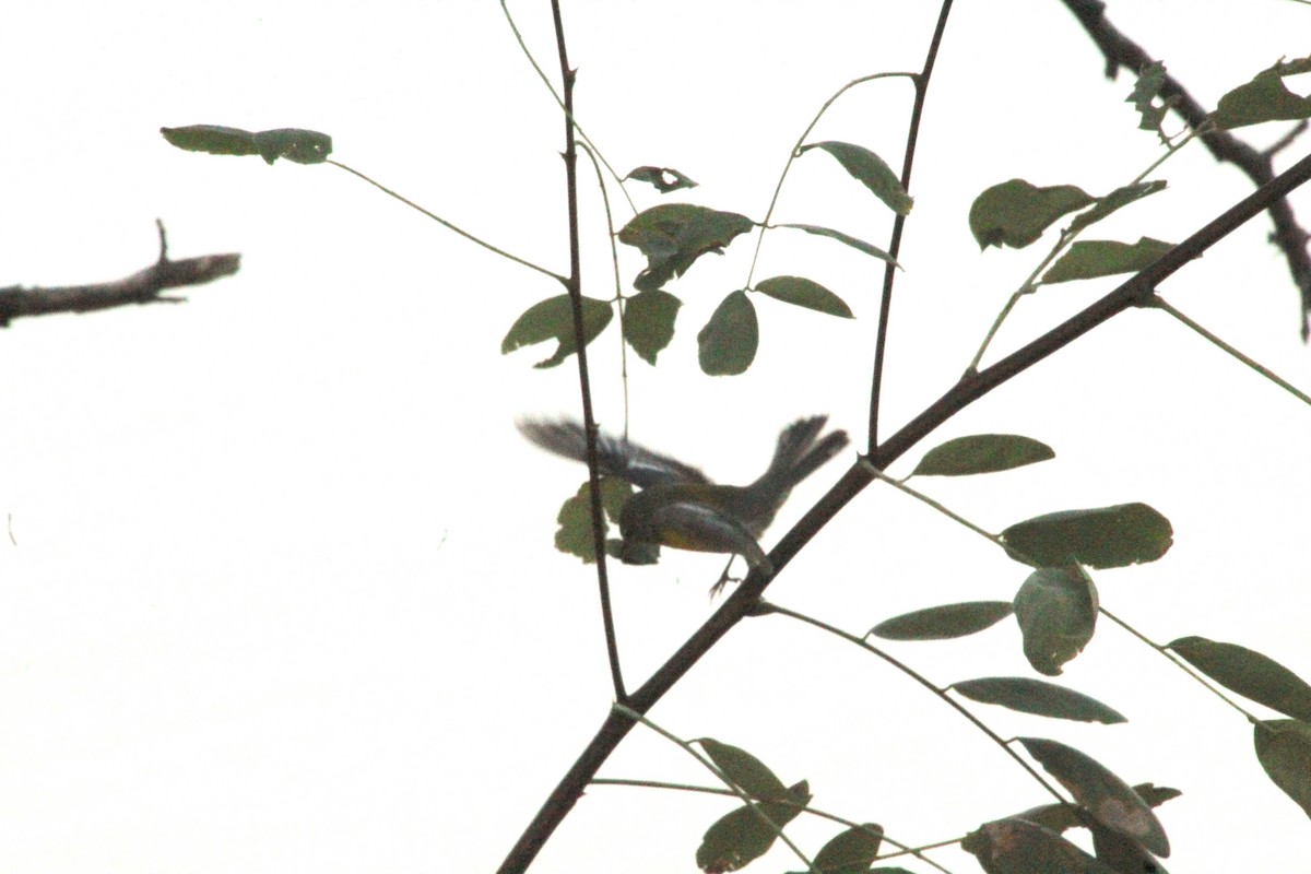 Northern Parula - Carole Swann