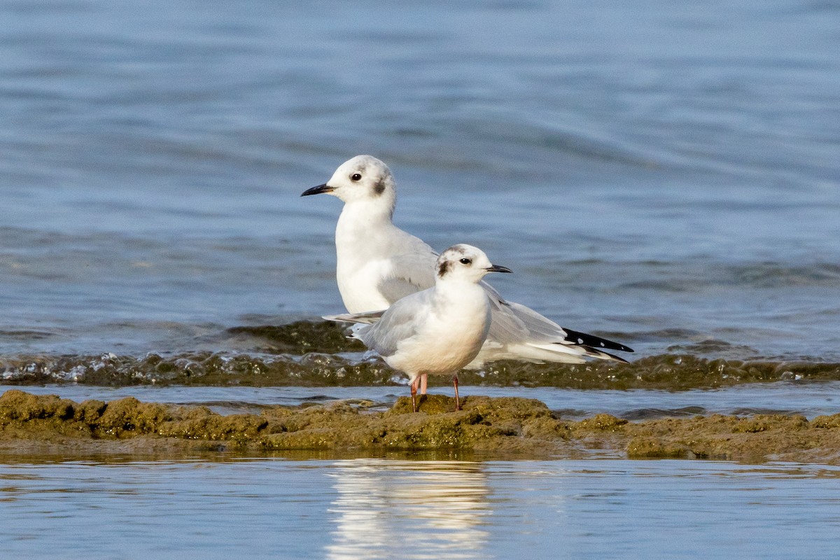 Little Gull - Brad Reinhardt