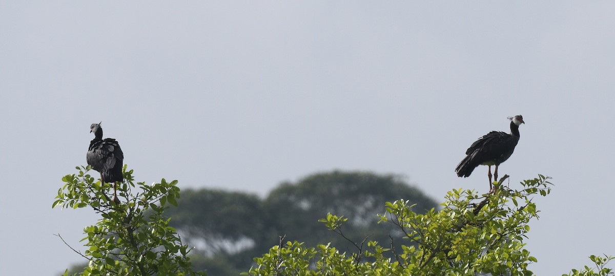 Northern Screamer - ML623091204