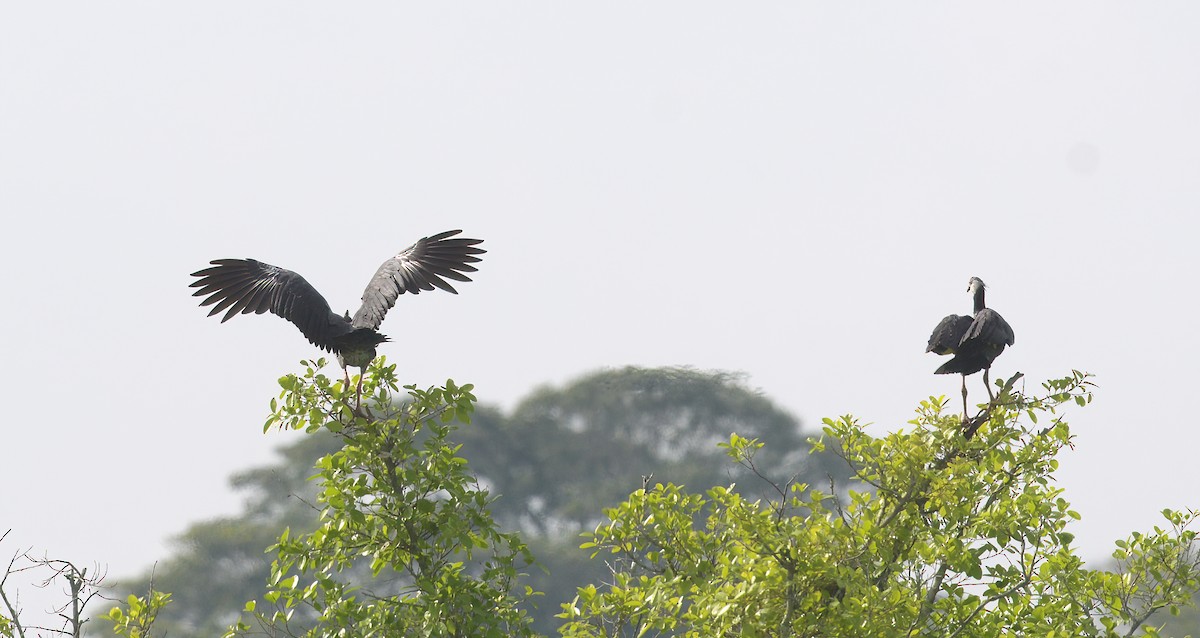 Northern Screamer - ML623091205