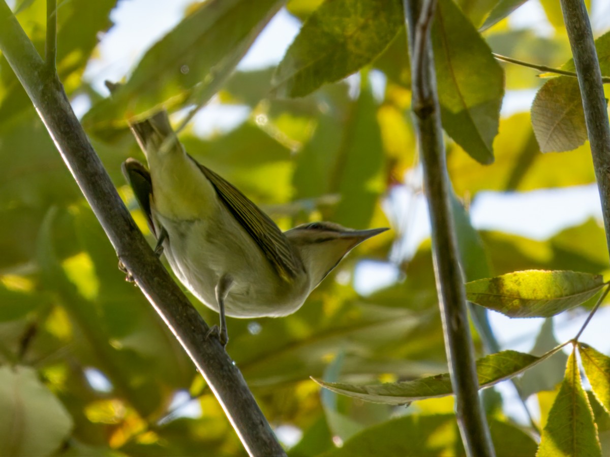 Black-whiskered Vireo - ML623091248