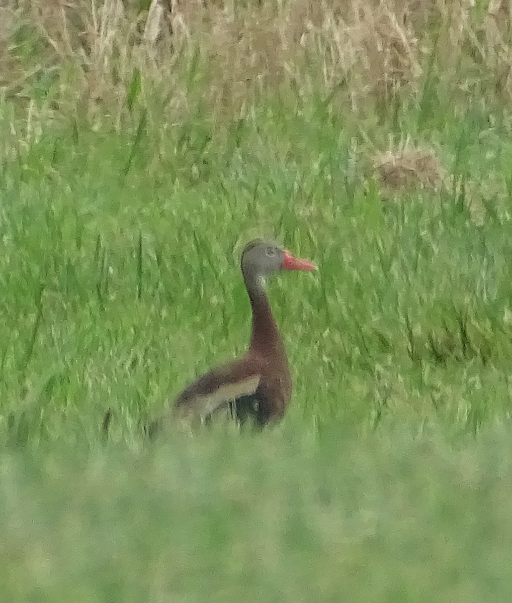 Dendrocygne à ventre noir - ML623091368