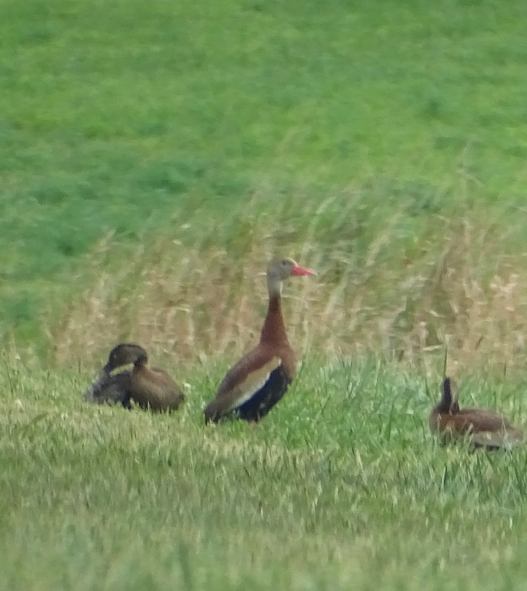 Black-bellied Whistling-Duck - Su Snyder