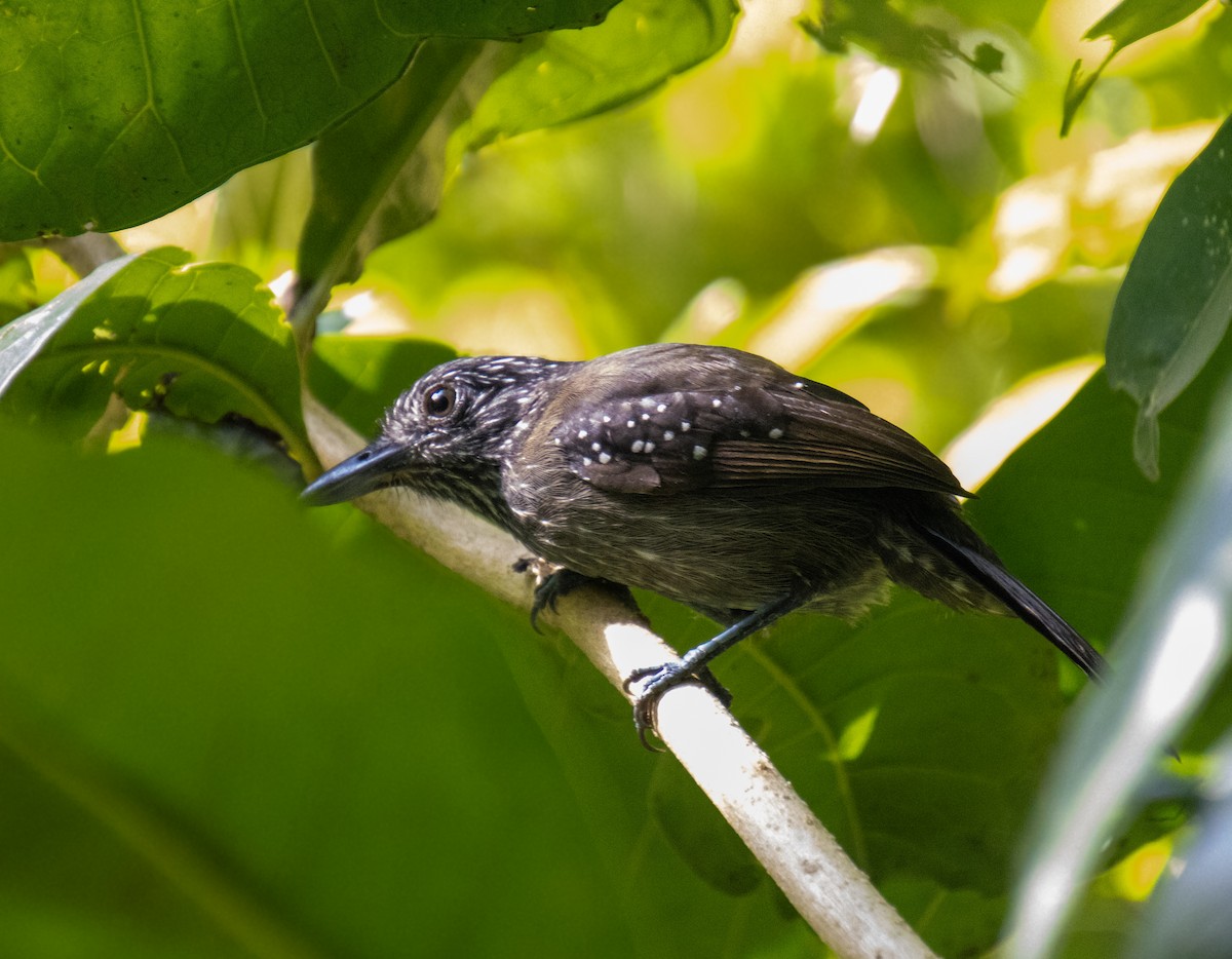 Black-hooded Antshrike - Mónica Thurman