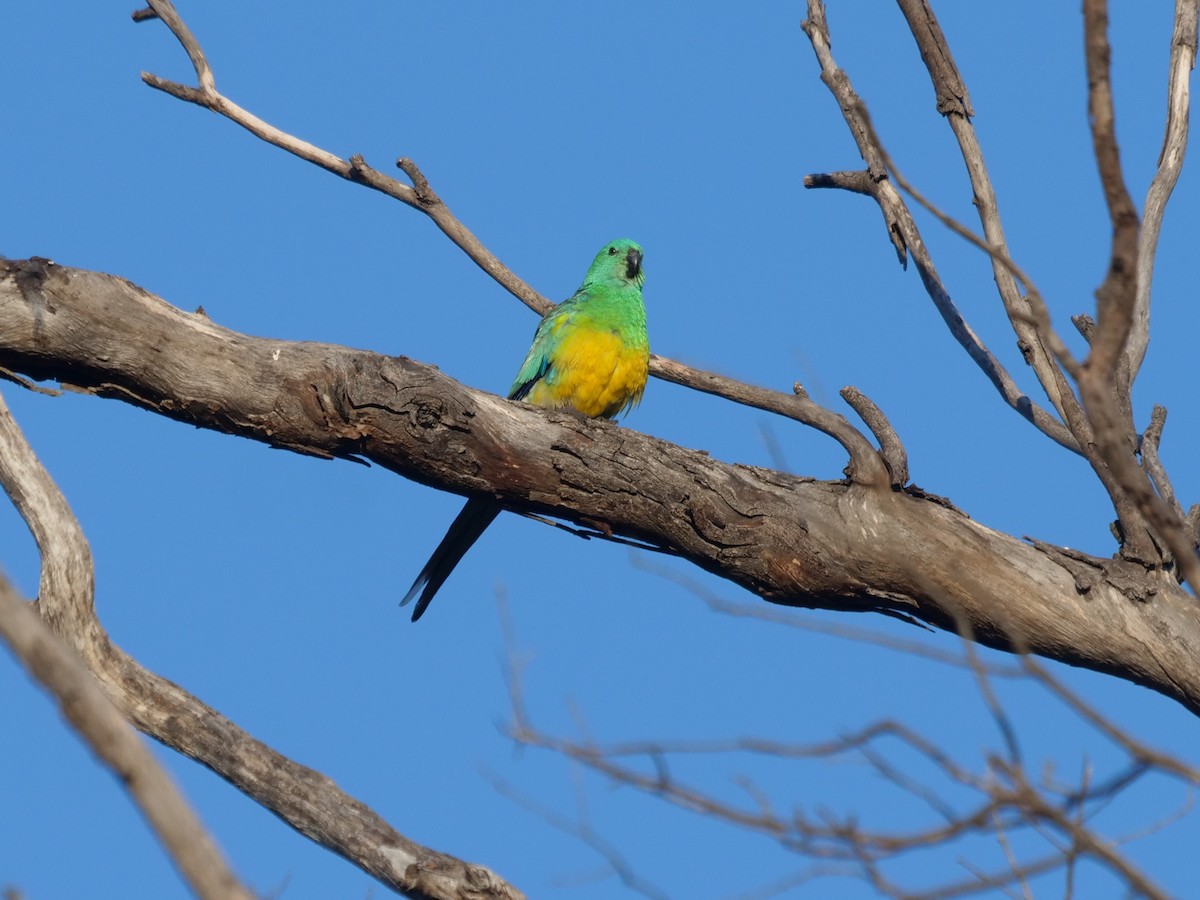 Red-rumped Parrot - ML623091515