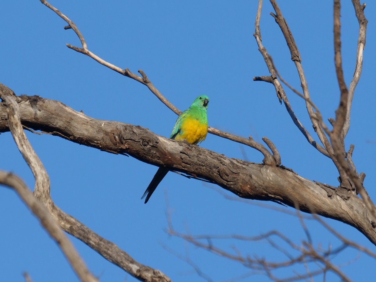 Red-rumped Parrot - ML623091516