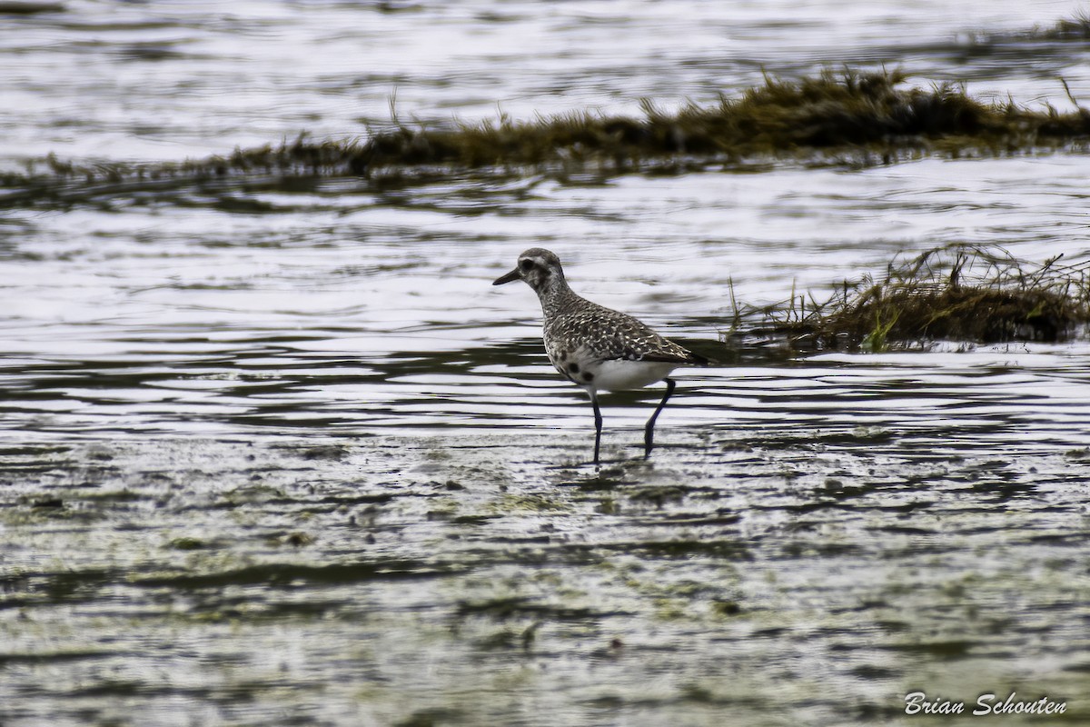 Black-bellied Plover - ML623091610