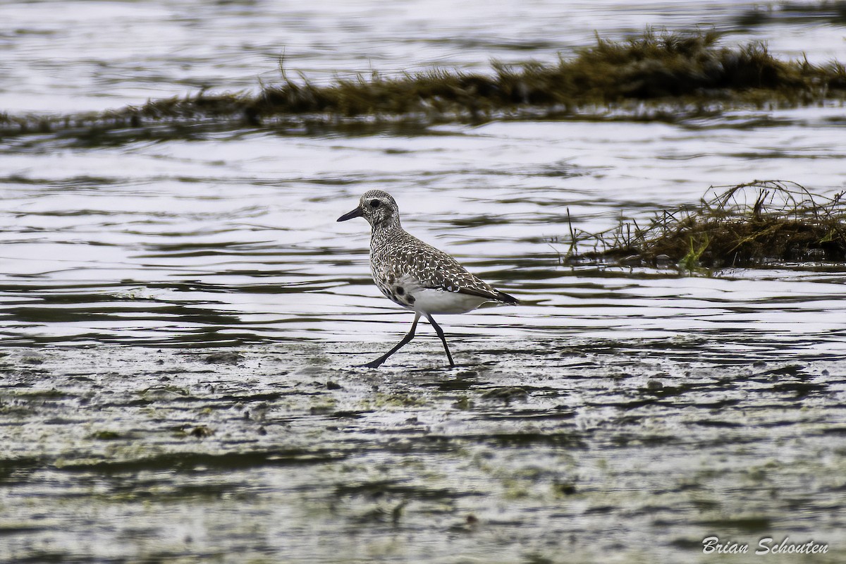 Black-bellied Plover - ML623091611