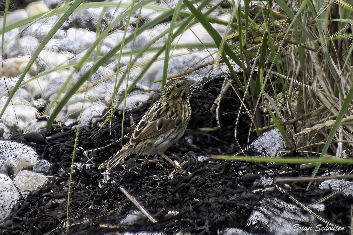 Savannah Sparrow - ML623091627